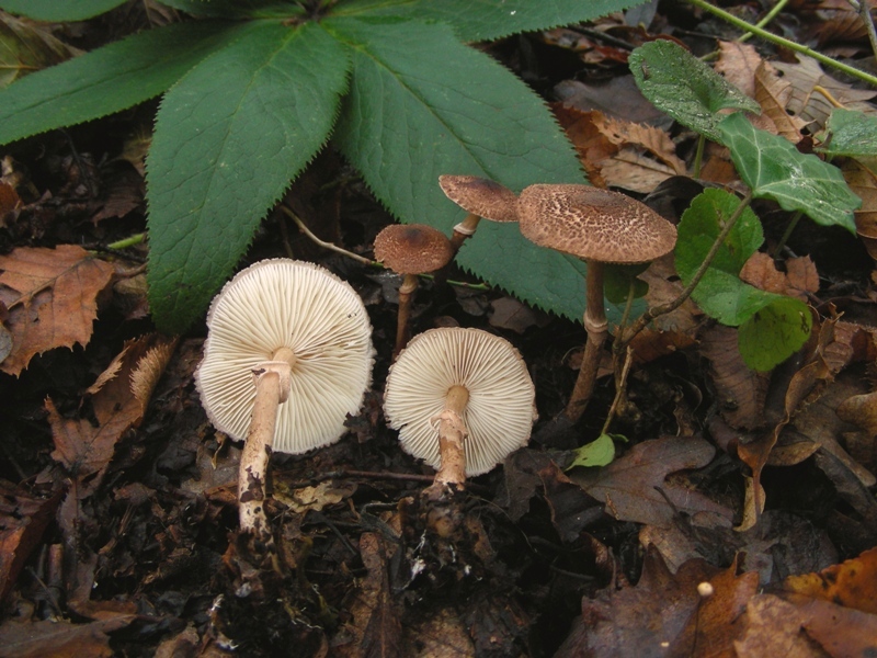 Lepiota castanea (cfr. Lepiota pseudohelveola)